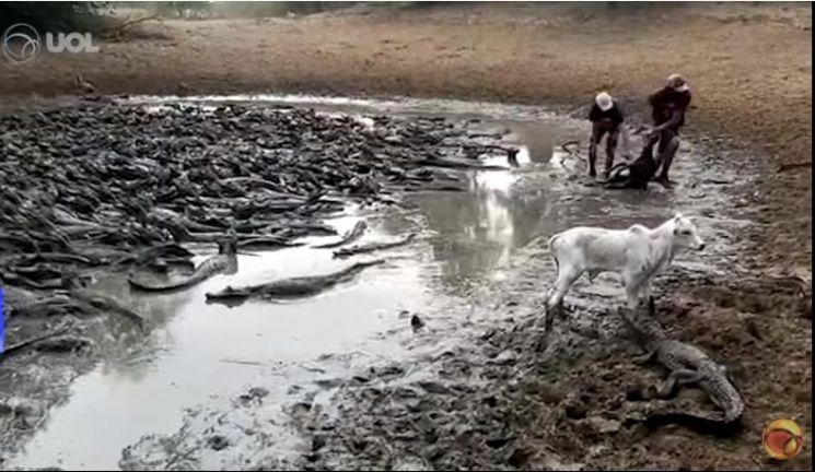 브라질 중서부 네콜란지아 지역에서 수백 마리의 악어가 물웅덩이 한곳에 몰려 있는 모습. 사진=브라질 뉴스포털 UOL.