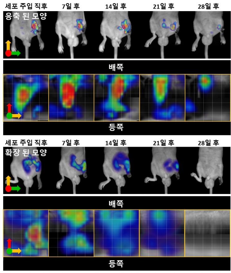 FMT로 관찰한 이식된 혈관내피 전구세포의 시간에 따른 체내 이동 이미지.