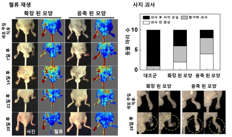 혈관내피 전구세포 이식후 하지허혈 쥐 모델의 혈류 재생 및 사지괴사 모니터링 결과다. 세포 주입 직후 응축된 모양으로 혈관내피 전구세포가 이식된 쥐에서 더 높은 혈류 재생 유도 및 사지 괴사 방지가 일어나는 것을 볼 수 있다.