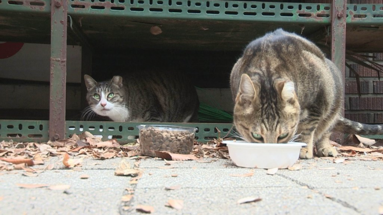 "고양이 불쌍해" vs "정말 민폐" 길고양이 돌봄 논란 [한기자가 간다]