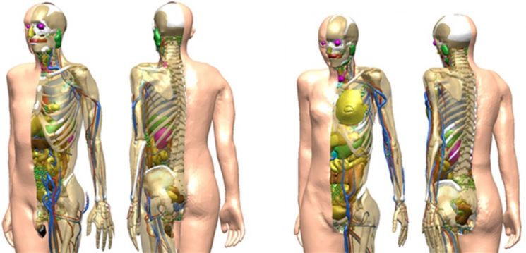 김찬형 한양대 교수 연구팀이 개발한 국제방사선방호위원회(ICRP) 차세대 국제 표준 인체 모델.(자료=원자력안전위원회)