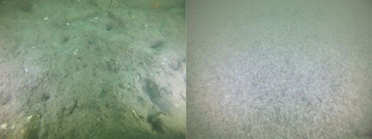 부경대는 굴 패각 살포 전(왼쪽) 희뿌연 바다 속과 살포 후(오른쪽) 수질이 개선된 모습을 촬영해 공개했다.
