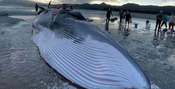 뉴질랜드서 몸무게 30톤 대형 고래 모래톱에 걸려 죽어