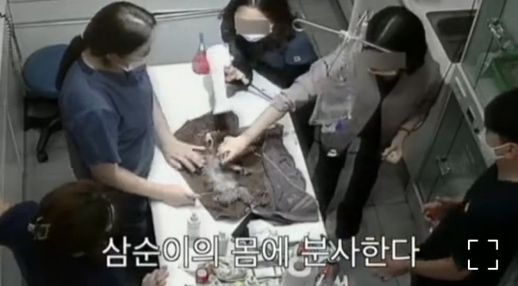 광주 동물병원에 반려견을 맡긴 반려견 주인이 자신의 인스타그램에 해당 동물병원의 폐쇄회로(CC)TV 영상을 공개했다. 사진=인스타그램 게시글 영상 캡쳐