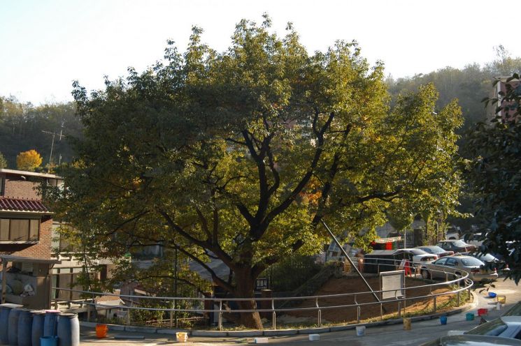 고려 때, 강감찬 장군이 꽂아둔 지팡이가 자랐다는 전설을 간직하고 서 있는 서울 신림동 굴참나무.