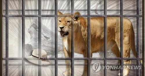 동물원 안의 사자(암컷). 최근 스페인 바르셀로나의 한 동물원에서 사자 4마리가 코로나19 확진 판정을 받았다. [이미지출처=연합뉴스]