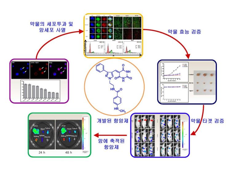 단백질 3차원 구조를 기반으로 설계된 항암제 및 마우스를 이용한 항암효과
