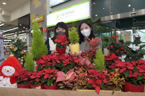농협유통 하나로마트, 크리스마스 장식용 '포인세티아' 판매 