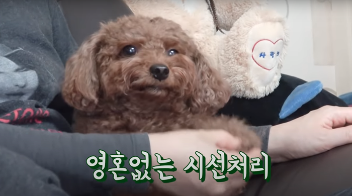 그 강아지, 사람일지도 몰라