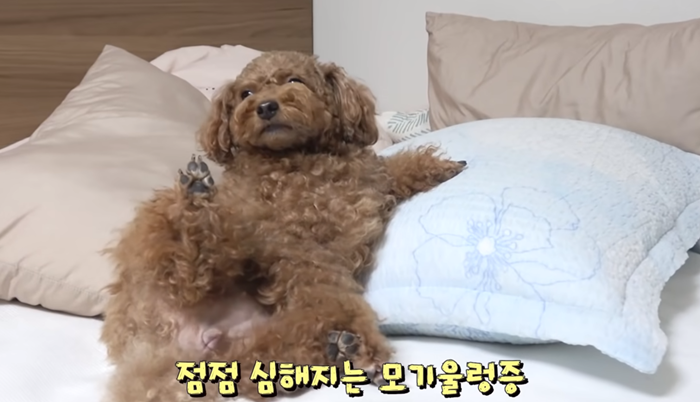 그 강아지, 사람일지도 몰라