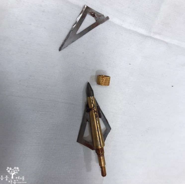 구조된 길고양이의 머리에 박혀있던 화살촉. 사진=동물자유연대 인스타그램 게시글 캡쳐