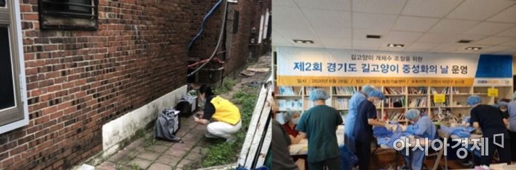 경기도 길고양이 중성화 사업 [경기도 제공]