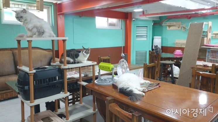 [인스타산책] 고양이당 - 제2의 묘생<猫生> 꿈꾸는 길냥이들의 쉼터
