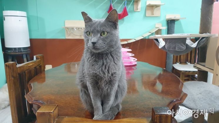 [인스타산책] 고양이당 - 제2의 묘생<猫生> 꿈꾸는 길냥이들의 쉼터