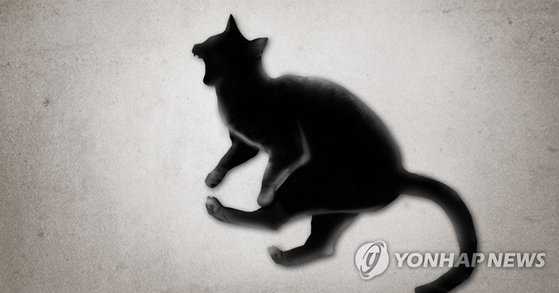 로드킬을 당한 동물을 피하려다 운전자가 다치는 '로드킬 2차 사고'도 발생하고 있다. 사진=연합뉴스