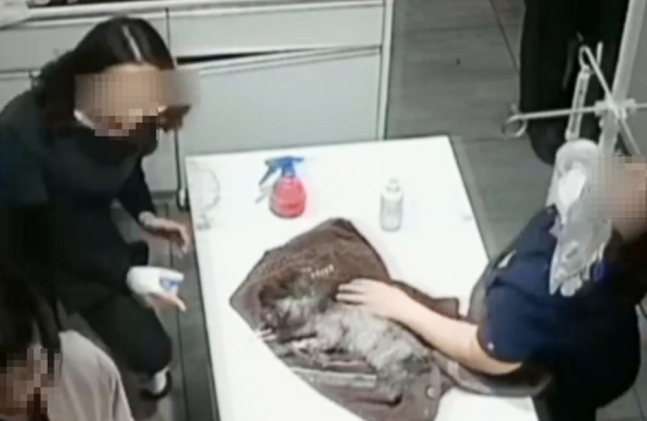 탈취제 뿌리고 '깔깔' 학대 논란 동물 병원, 견주 명예훼손 고소