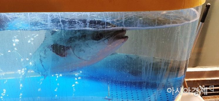 "물고기도 고통을 느낄까요?" 횟집 수족관 '물고기 학대' 논란 [한기자가 간다]