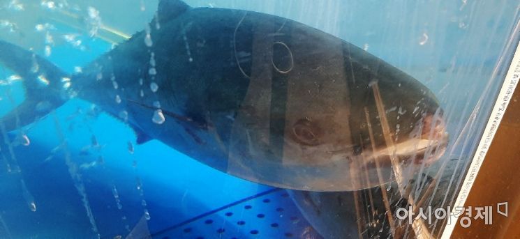 "물고기도 고통을 느낄까요?" 횟집 수족관 '물고기 학대' 논란 [한기자가 간다]