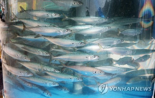 "물고기도 고통을 느낄까요?" 횟집 수족관 '물고기 학대' 논란 [한기자가 간다]
