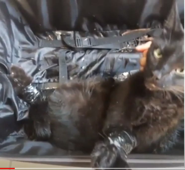 "야생 고양이 죽인다고 살인마?" 고양이 학대 유튜버의 만행…'44똥괭이네' 무슨 뜻?