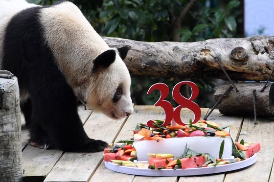 세계 최고령 판다 '신싱'이 지난 8월 충칭 동물원에서 생일 케이크를 받았다(사진). 신싱은 태어난 지 38년 4개월만인 지난 8일 생을 마감했다. [이미지출처=연합뉴스]