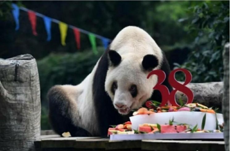 세계 최고령 판다 '신싱'이 지난 8월 충칭 동물원에서 생일 케이크를 받았다(사진). 신싱은 태어난 지 38년 4개월만인 지난 8일 생을 마감했다. [이미지출처=연합뉴스]
