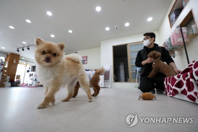 지난 3월21일 대구시 동구 각산동 한 반려동물호텔에서 반려견이 놀이하고 있다. 사진=연합뉴스