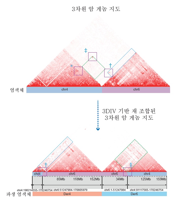 3차원 암 게놈 지도 기반 재조합된 대규모 복합 구조 변이