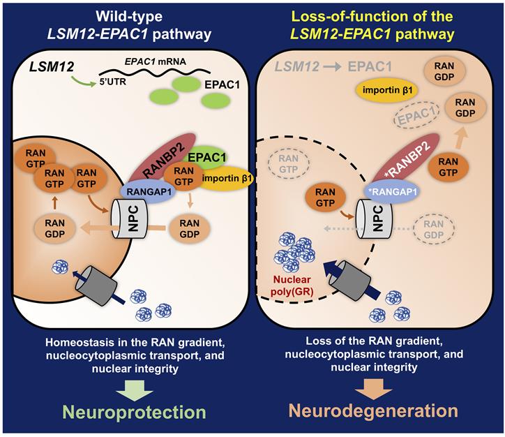 LSM12-EPAC1 유전자 경로에 의한 신경세포 보호 모델