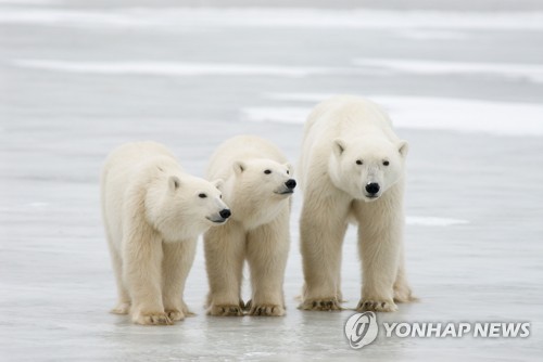 지구온난화에 개발까지..북극곰 멸종 위기 [김수완의 동물리포트]