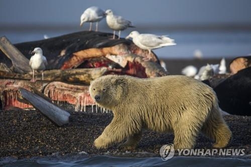 지구온난화에 개발까지..북극곰 멸종 위기 [김수완의 동물리포트]