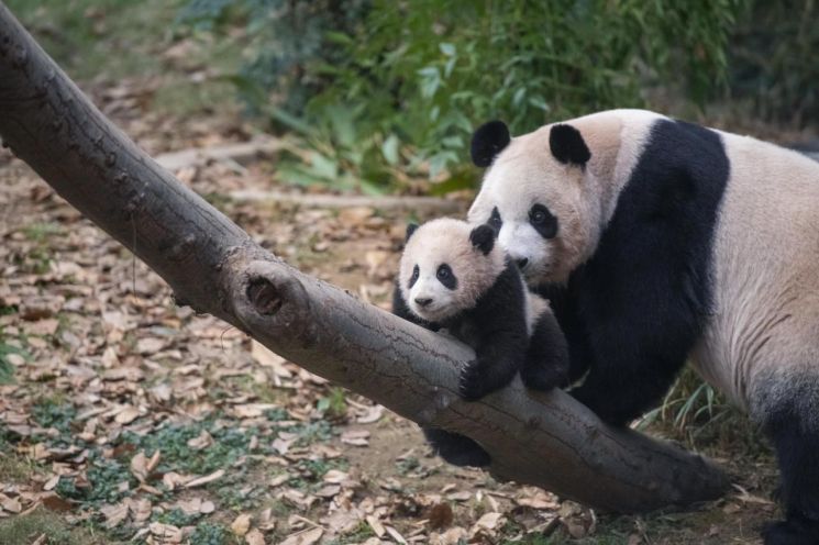 Baby panda 'Fubao' grows from 197g to 10kg, begins outdoor outings from the 4th