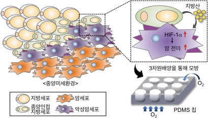지방산-저산소유도인자 신호전달 체계 개념도와 3차원 암미세환경 모델