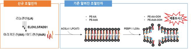 다중불포화지방산 합성경로 및 지질과산과에 의한 페롭토시스 세포 사멸 기작