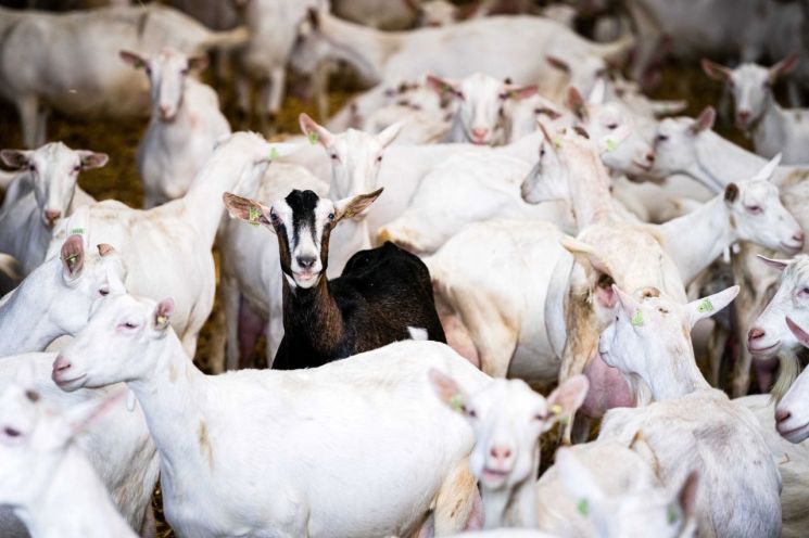 네덜란드 염소 농장서 폐렴 확산..."새로운 감염병 출현 우려"