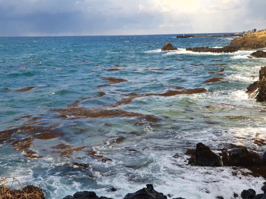 제주도, 중국발 괭생이모자반 출현에 대책본부 가동