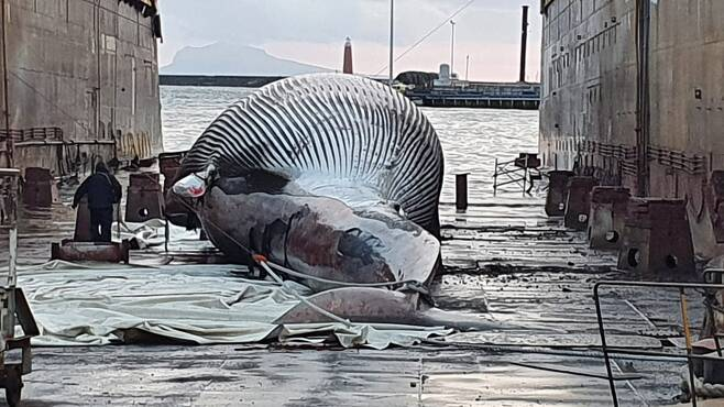 "가장 덩치가 큰 편" '무게 70t 길이 20m' 이탈리아 남부서 초대형 고래 사체 발견