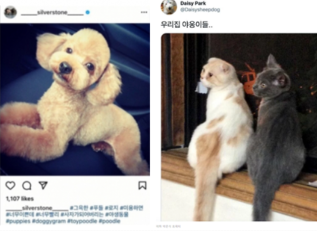 온라인에서 공유되고 있는, 배우 박은석이 현재 키우지 않는 반려동물 사진. 사진=온라인 커뮤니티 캡처.