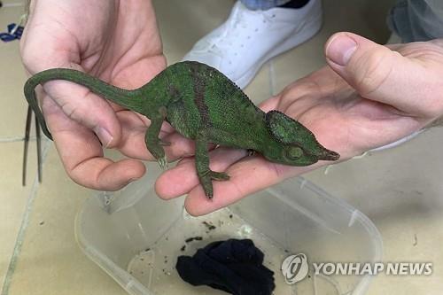 아이스크림통에 숨겨진 카멜레온. [이미지출처=연합뉴스]