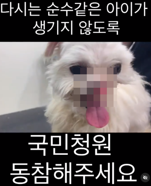 코와 입이 잘린 채 길거리를 떠돌던 강아지 '순수'에 대한 사연이 알려지면서 충격과 안타까움을 주고 있다. 사진=청원인 SNS 캡처.