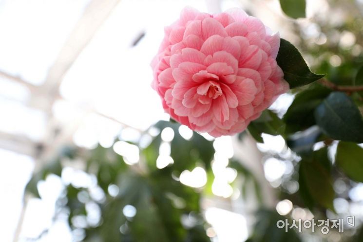 분홍색 동백꽃이 시선을 끌고 있다. /문호남 기자 munonam@