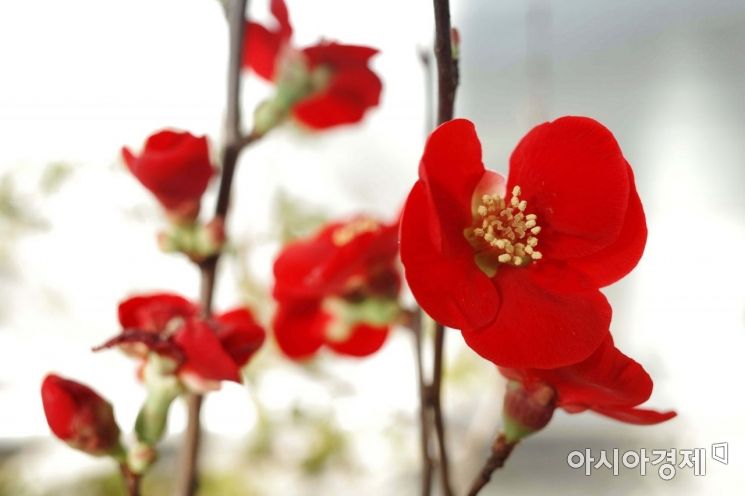 홍천조(명자나무꽃)가 붉은색 자태를 뽐내고 있다. /문호남 기자 munonam@