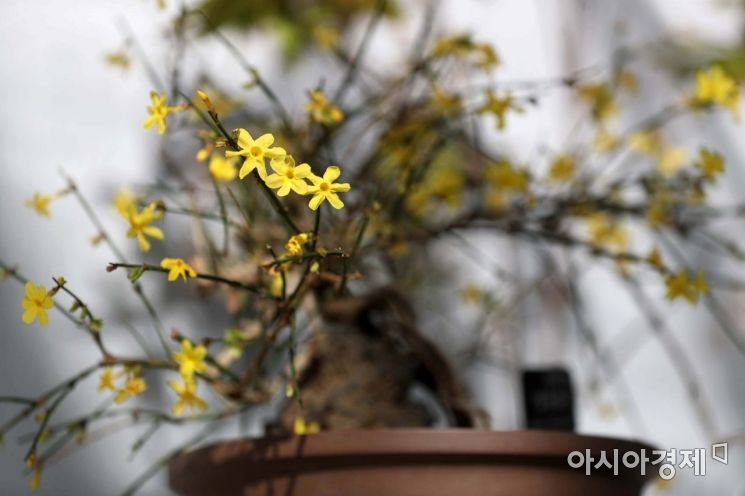 가장 먼저 봄을 알리는 꽃 영춘화(迎春花)가 활짝 피어 있다. /문호남 기자 munonam@