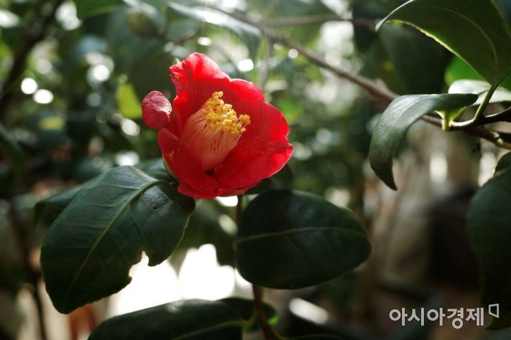 거제 학동 동백나무에 아름다운 꽃이 피었다. /문호남 기자 munonam@