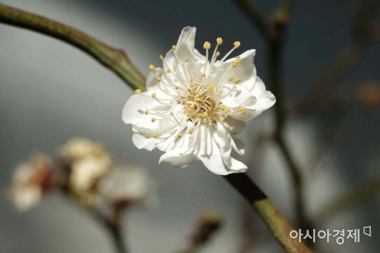 하얀 꽃망울이 고개를 내밀었다. 봄의 전령사 매화꽃이다. /문호남 기자 munonam@