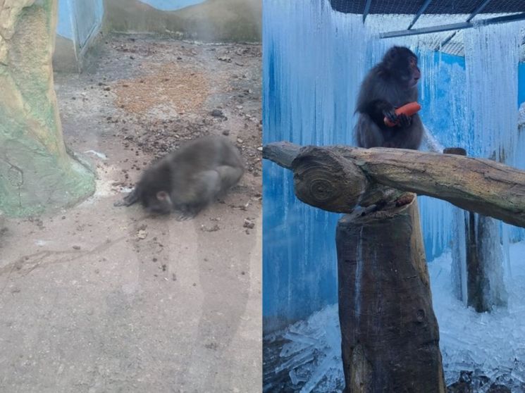 "목 매달려 죽고 1년 동안 방치" 지옥 같은 동물원의 잔혹한 동물학대