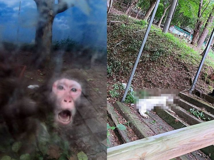 절규하는 원숭이와 목이 매달린 채 죽어있는 염소의 모습. 사진=비글구조네트워크(비구협) 인스타그램 캡쳐