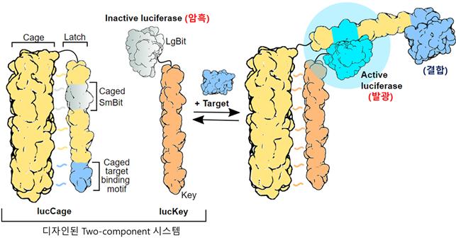 코로나 바이러스 검출 인공 단백질 센서 개발