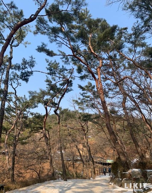 시원하게 뻗은 아차산 소나무