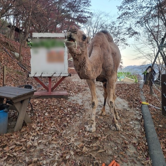 물, 사료 없는 사육장에 방치된 낙타가 입에서 거품을 흘리는 모습. / 사진=제보자 블로그 게시글 캡쳐